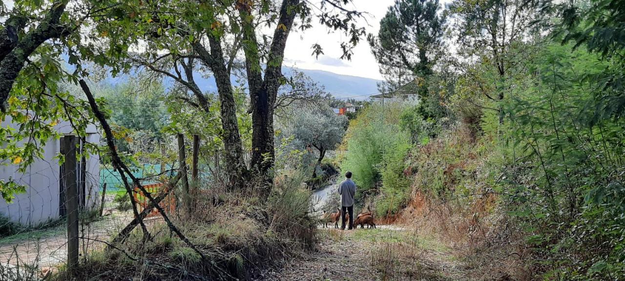 Adore Portugal Bungalow Natureza & Vista De Serra Lousã Eksteriør billede